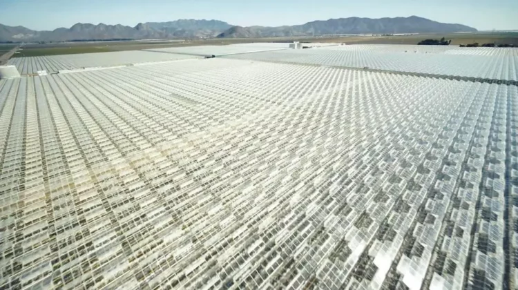 CRB Monitor News - Glass House Brands cannabis grow site