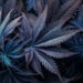 Cannabis market