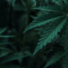 CRB Monitor News