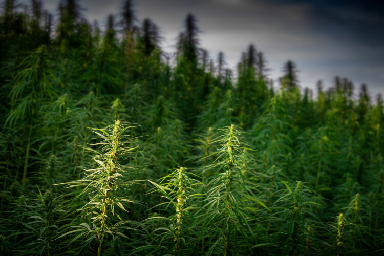 Georgia Resident Files RICO Suit Over Cannabis Sold as Hemp-Derived