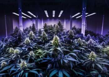 Alabama Waits to Order a Stay on Licensing Amid Legal Drama