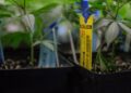An RFID tag hangs on a young marijuana plant in Colorado. Oklahoma will soon implement a seed-to-sale program that will require all plants be traced from their early life to when they are sold to consumers. (Wikipedia Commons)