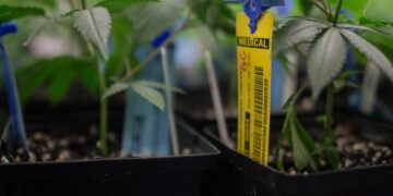 An RFID tag hangs on a young marijuana plant in Colorado. Oklahoma will soon implement a seed-to-sale program that will require all plants be traced from their early life to when they are sold to consumers. (Wikipedia Commons)