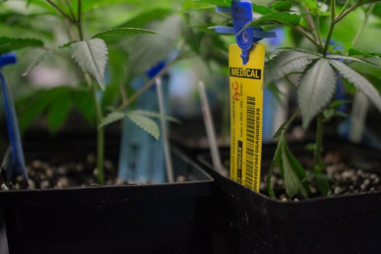 An RFID tag hangs on a young marijuana plant in Colorado. Oklahoma will soon implement a seed-to-sale program that will require all plants be traced from their early life to when they are sold to consumers. (Wikipedia Commons)