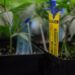 An RFID tag hangs on a young marijuana plant in Colorado. Oklahoma will soon implement a seed-to-sale program that will require all plants be traced from their early life to when they are sold to consumers. (Wikipedia Commons)