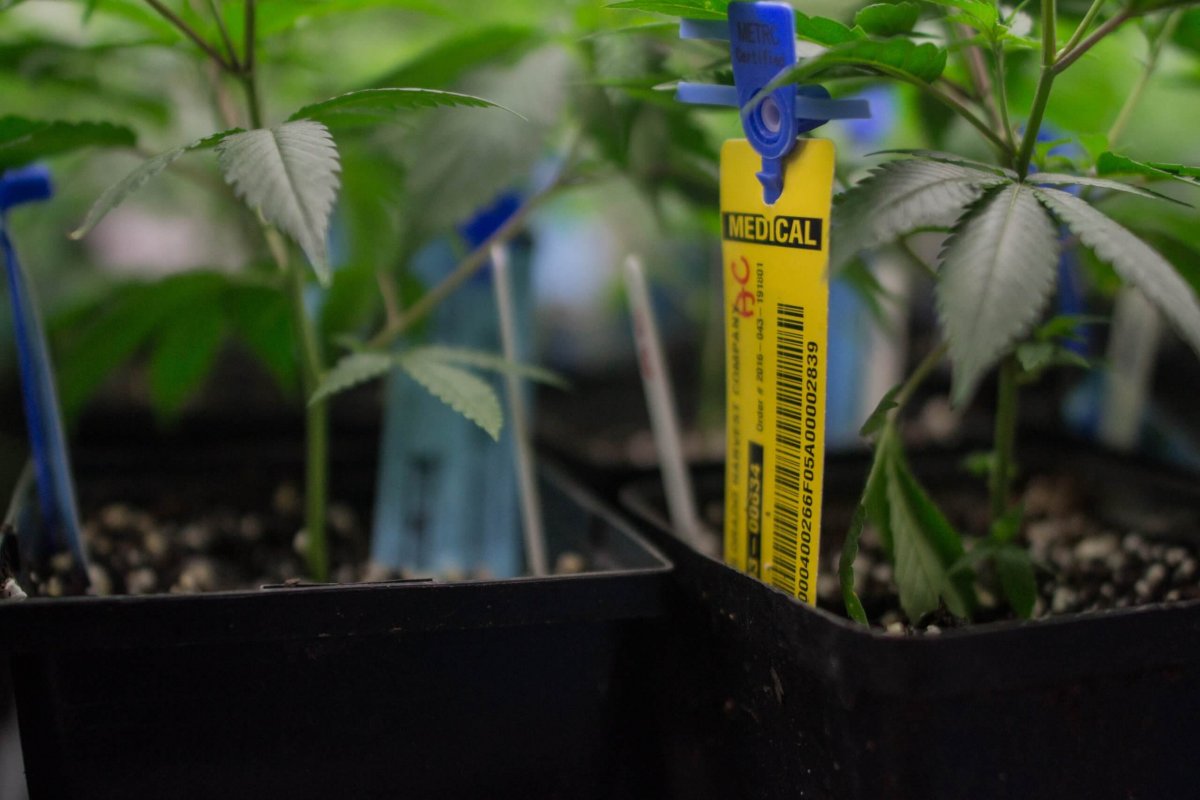 An RFID tag hangs on a young marijuana plant in Colorado. Oklahoma will soon implement a seed-to-sale program that will require all plants be traced from their early life to when they are sold to consumers. (Wikipedia Commons)