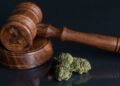 Cannabis rescheduling stalls until after Election Day